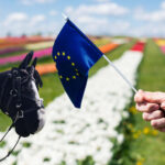 Europameisterschaft im Hobby Horsing 2026